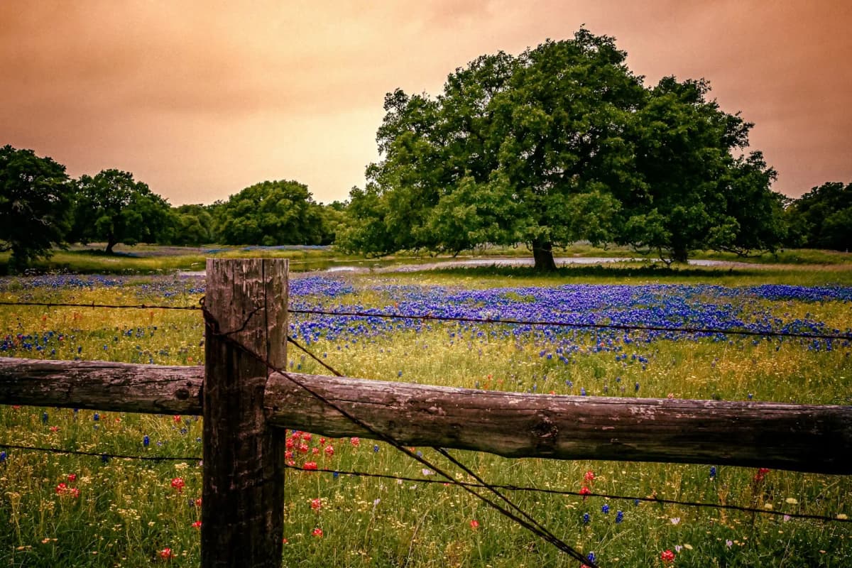 Texas Hill Country landscape at golden hour along Highway 290